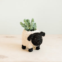 Baby Sheep Planter - Coco Coir Pots